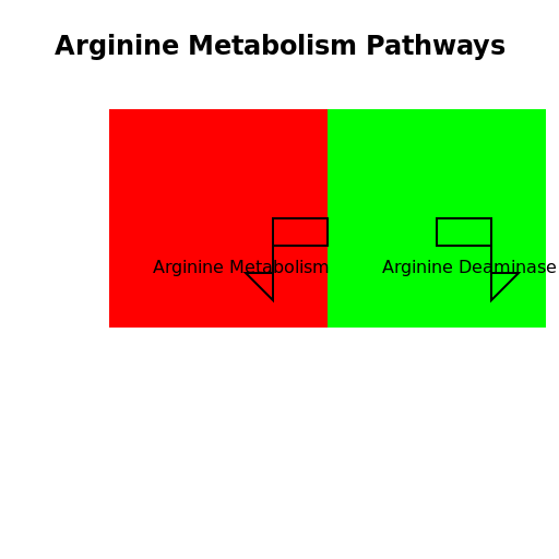 Arginine Metabolism Pathways - DrawGPT