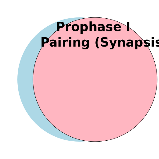 Pairing (Synapsis) - DrawGPT