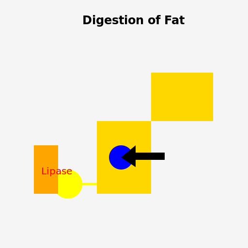 Digestion of Fat - DrawGPT