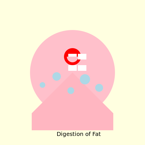 Digestion of Fat - DrawGPT