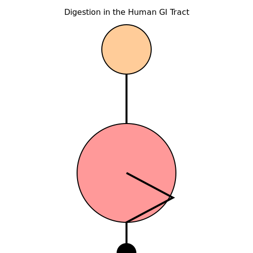 Digestion in the Human GI Tract Diagram - DrawGPT