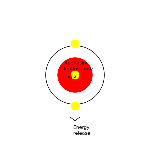 ATP - Adenosine Triphosphate - DrawGPT