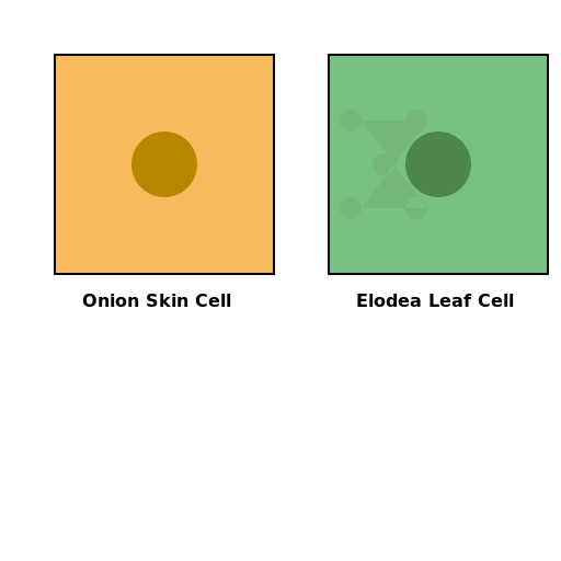 Onion Skin Cell vs Elodea Leaf Cell - DrawGPT