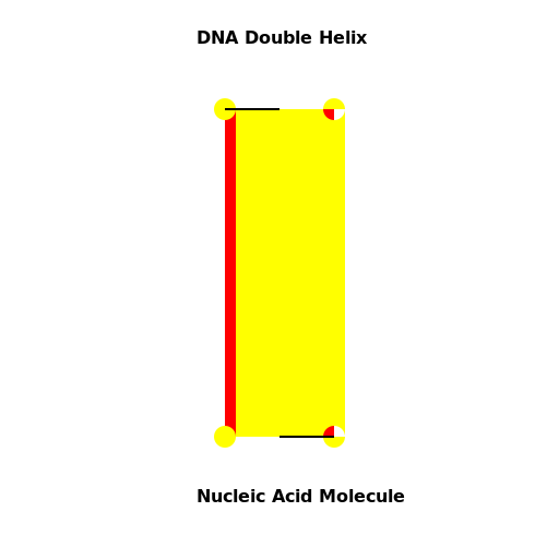 DNA Double Helix and Nucleic Acid Molecule - DrawGPT