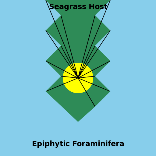 Understanding the interactions between epiphytic foraminifera and their seagrass host - DrawGPT