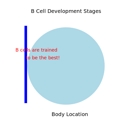 B Cell Development Pathway - DrawGPT