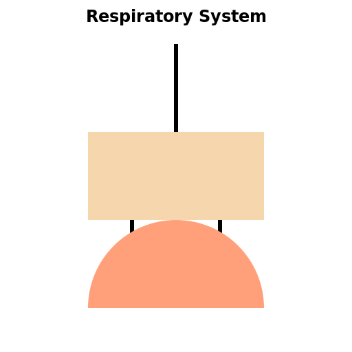 Structure of the Respiratory System - DrawGPT