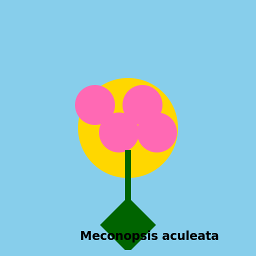 Meconopsis aculeata for Kids Homework - DrawGPT