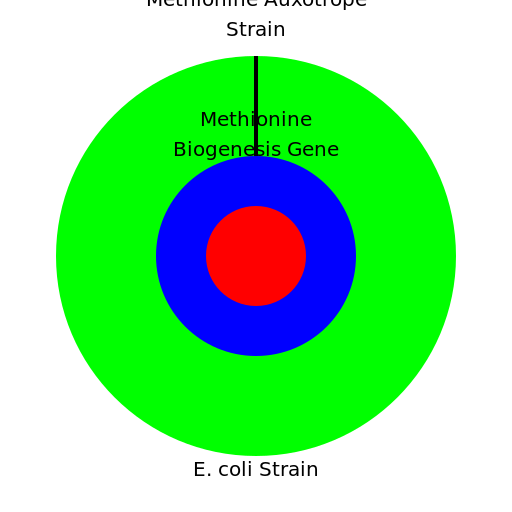 Methionine Biogenesis Gene Transduction - DrawGPT
