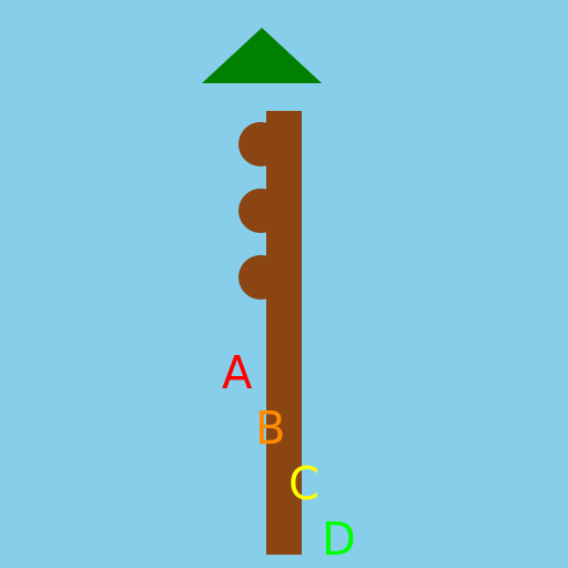 Chicka Chicka Boom Boom - DrawGPT