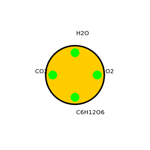 Atom form of the Products of Photosynthesis - DrawGPT