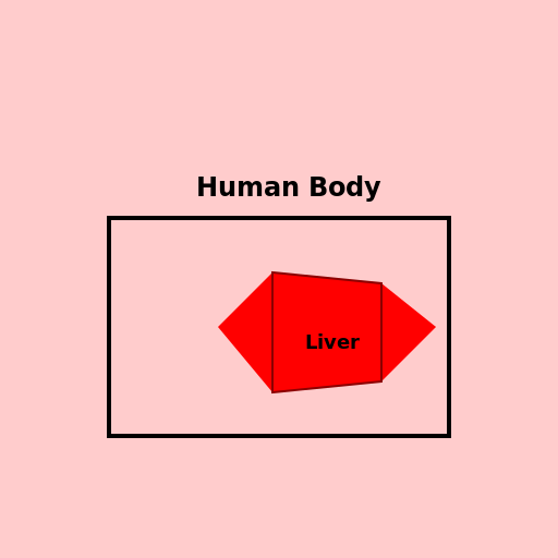Human Liver Sitting in a Body - DrawGPT