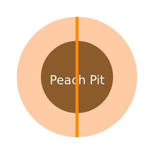 Peach Cut in Half with Funny Peach Pit - DrawGPT