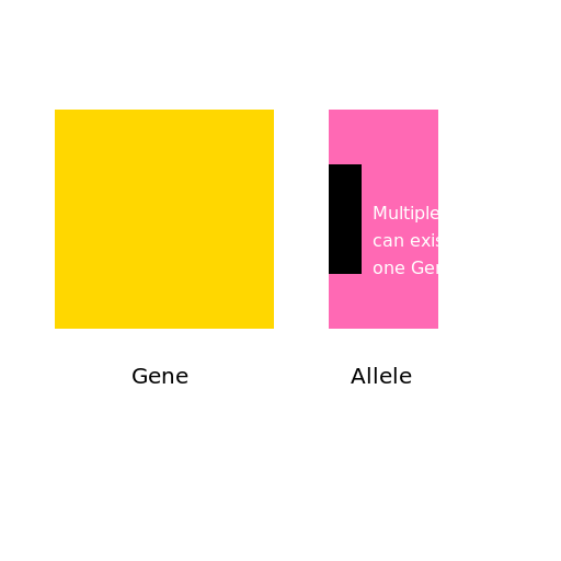 Gene vs Allele - DrawGPT
