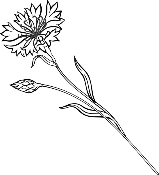Cornflower Plant Outline - DrawGPT