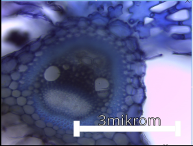 Inkscape Style Drawing - DrawGPT