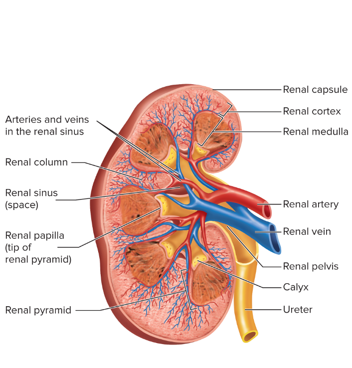 Kidney Diagram - DrawGPT