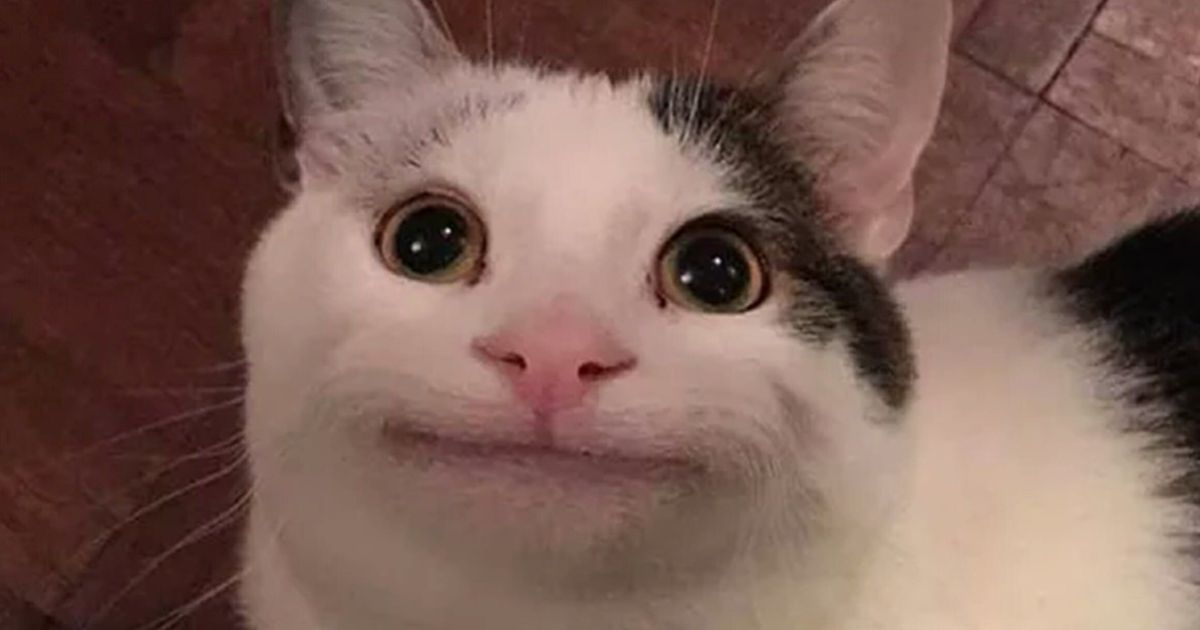 Meme Cat Cooked - DrawGPT