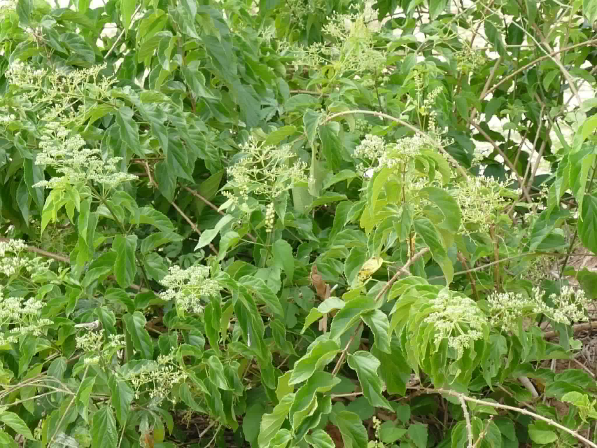 Premna quadrifolia Watercolor - DrawGPT