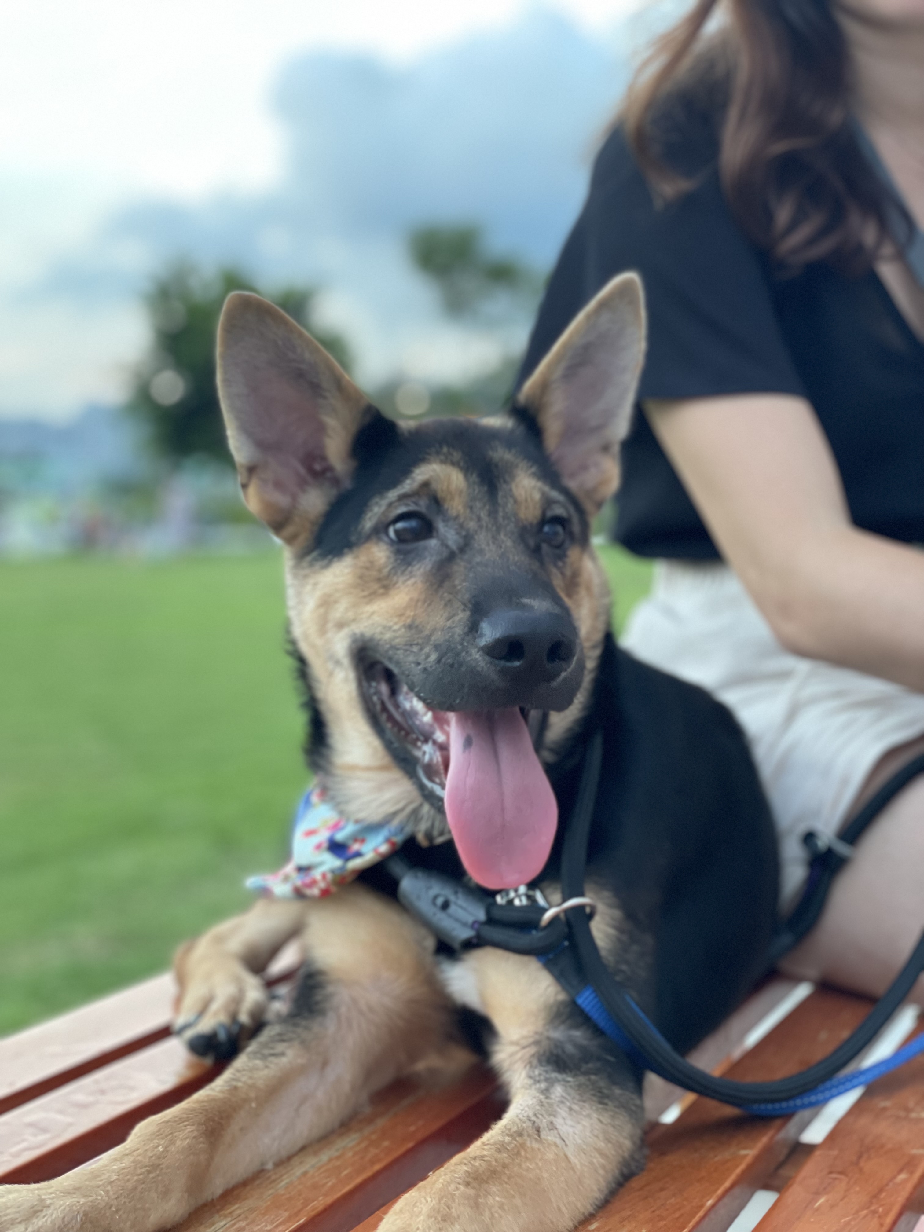 Pixelated Oil Painting Dog - DrawGPT