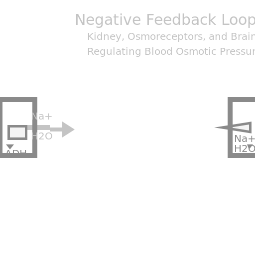 Blood Osmotic Pressure Feedback Loop Regulation by Kidneys - AI Prompt #21777 - DrawGPT