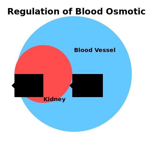 Blood Osmotic Pressure Regulation Feedback Loop by Kidneys - AI Prompt #21779 - DrawGPT