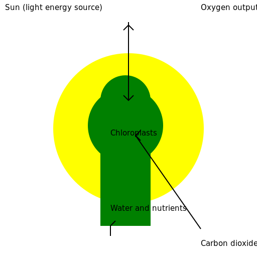 Photosynthesis: The Process of Solar Powering Plants - DrawGPT