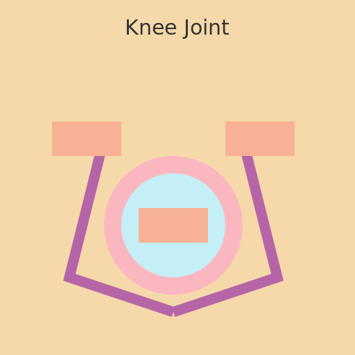 Kneejoint - A colorful illustration of a human knee joint - DrawGPT
