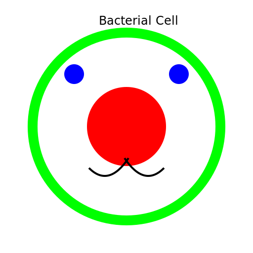 Bacterial Cell - DrawGPT