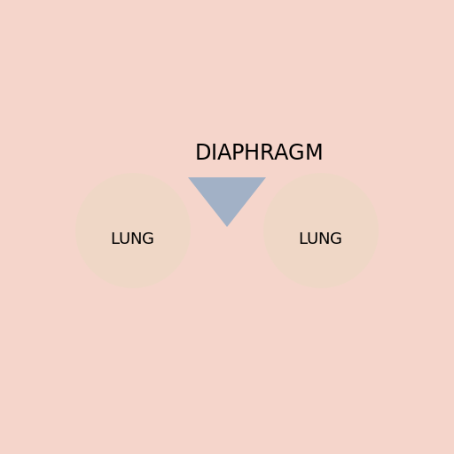 The Diaphragm - The Muscle of Breathing - AI Prompt #29593 - DrawGPT