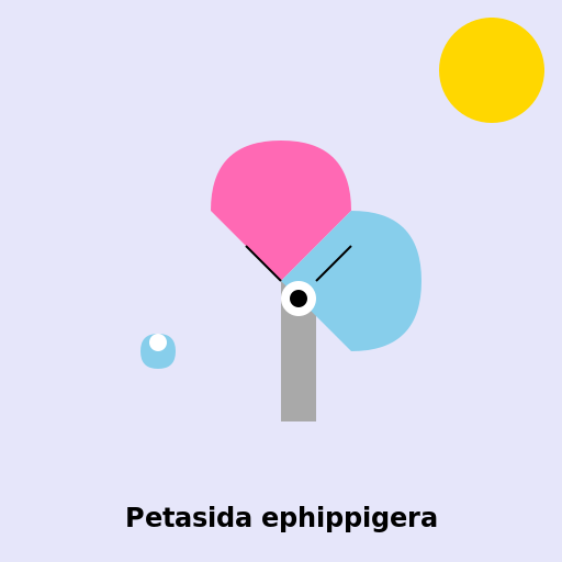 Petasida ephippigera, a beautiful butterfly - AI Prompt #36604 - DrawGPT