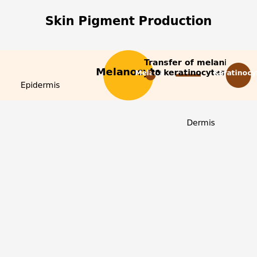 Skin Pigment Production Diagram - AI Prompt #37008 - DrawGPT