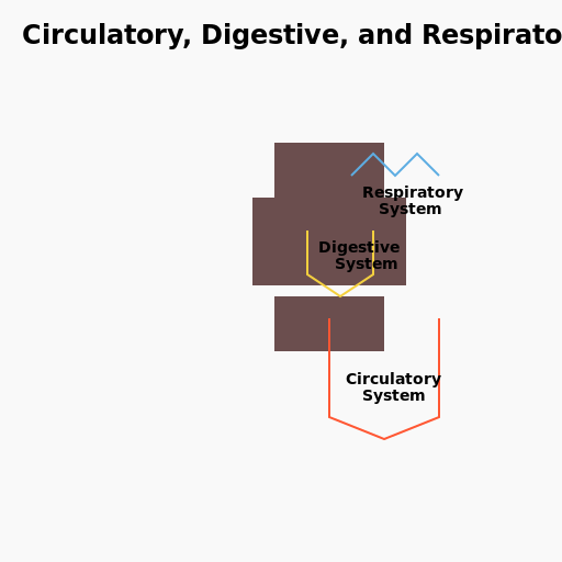 Circulatory, Digestive, and Respiratory Systems in a Rat - DrawGPT