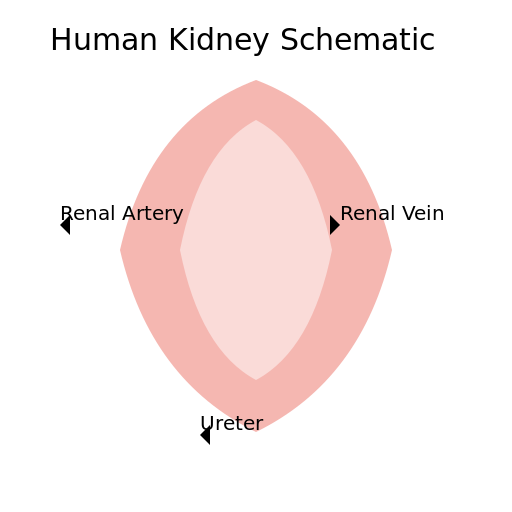 Human Kidney Schematic - AI Prompt #47752 - DrawGPT