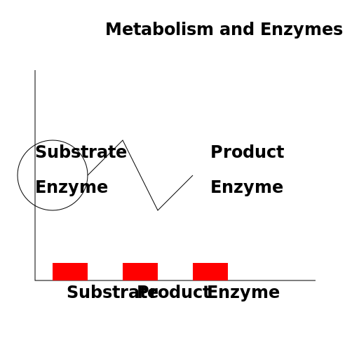 Metabolism and Enzymes - AI Prompt #56414 - DrawGPT