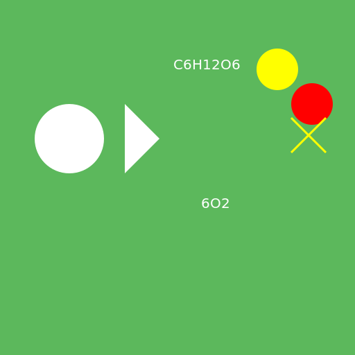 Photosynthesis: From Reactants to Products - DrawGPT