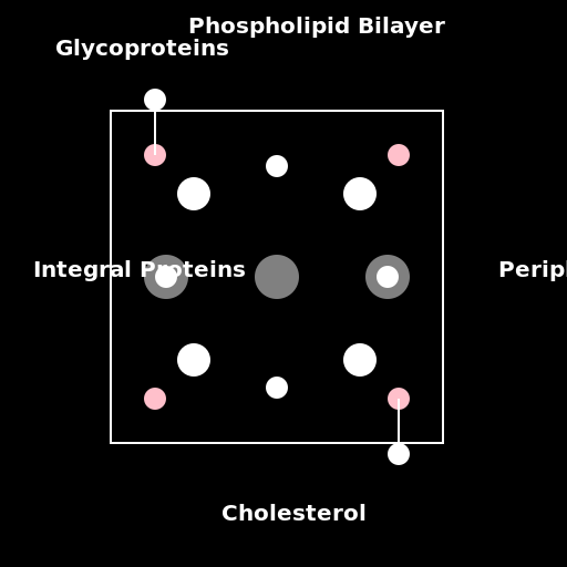 Detailed Cell Membrane - DrawGPT