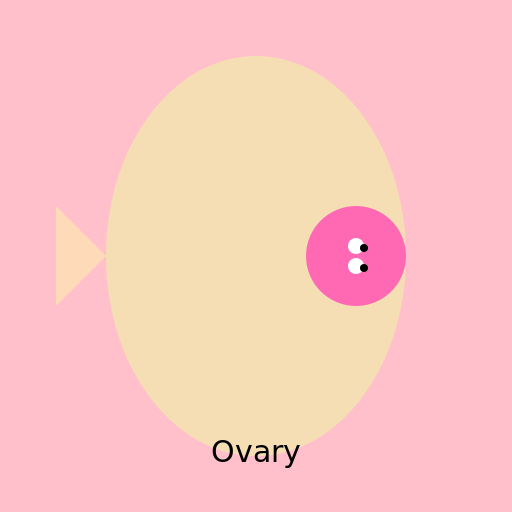 Ovary - DrawGPT