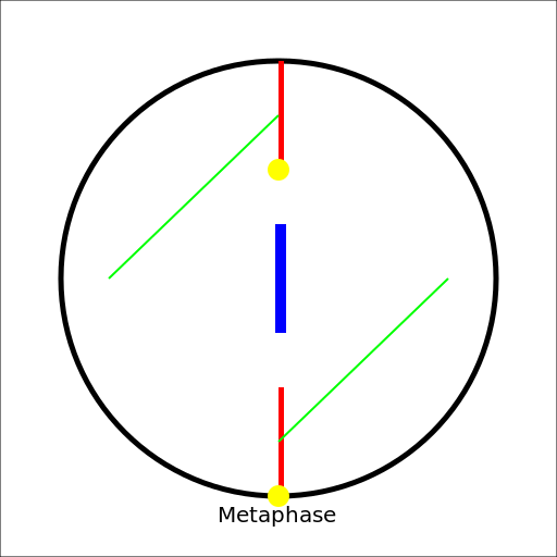 Metaphase Drawing - All Parts - DrawGPT