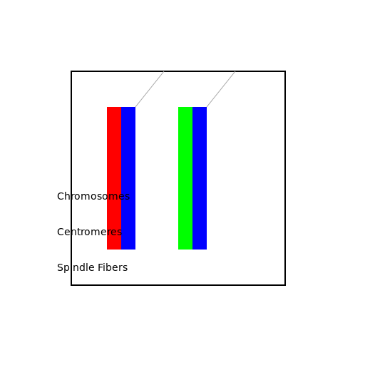 Anaphase Diagram - DrawGPT