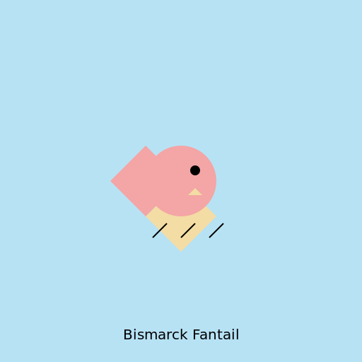 Bismarck Fantail - DrawGPT