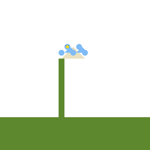 Acacia cylindrica - DrawGPT