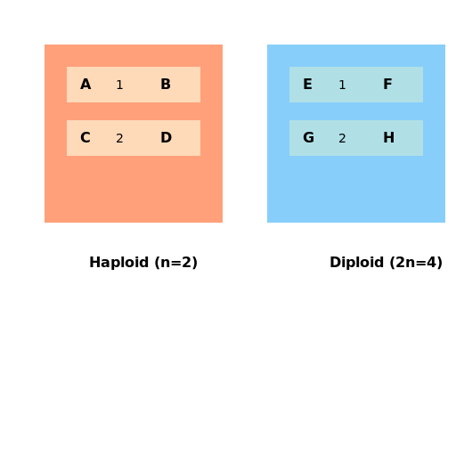 Haploid and Diploid Cells with Labeled Chromosomes and Genes - DrawGPT