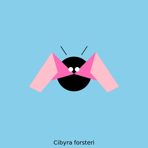 Cibyra forsteri - The Majestic Butterfly - DrawGPT