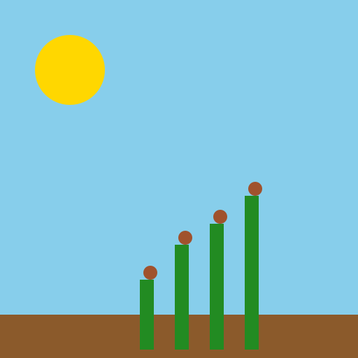 Ciclo Fenológico da Batata - DrawGPT