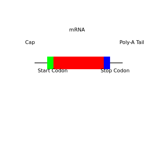 Drawing of mRNA - DrawGPT