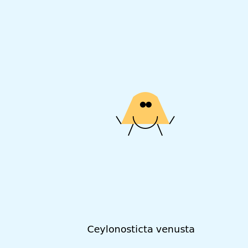 Ceylonosticta venusta - The Beautiful Dragonfly - DrawGPT