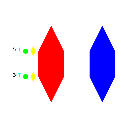 DNA Structure with Nitrogenous Bases and Backbone - DrawGPT