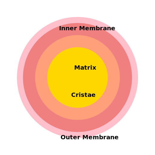 Mitochondrion Diagram - DrawGPT