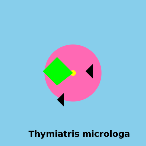 Thymiatris microloga - A Colorful Botanical Delight - DrawGPT